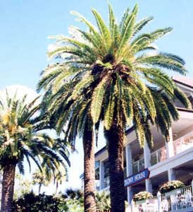 PALMERA PHOENIS